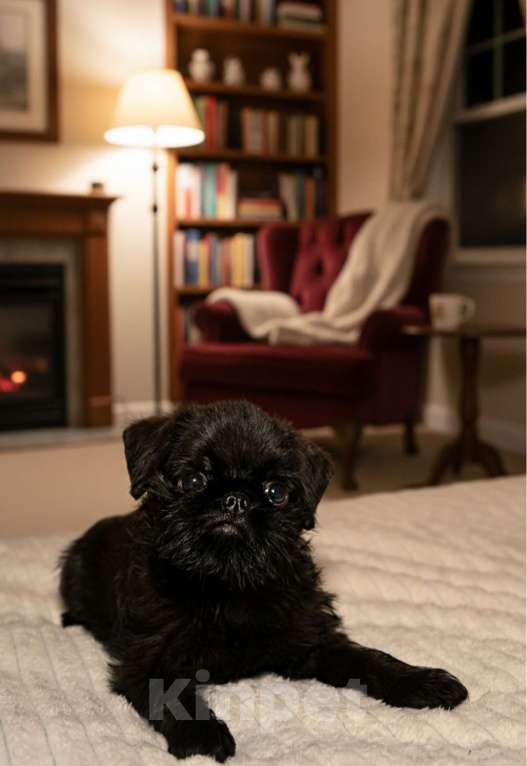 Собаки в Санкт-Петербурге: Щенок бельгийский гриффон Мальчик, Бесплатно - фото 2