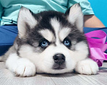 Собаки в Сочи: Хаски Щенки Разных окрасов Разнополые, Бесплатно - фото 1