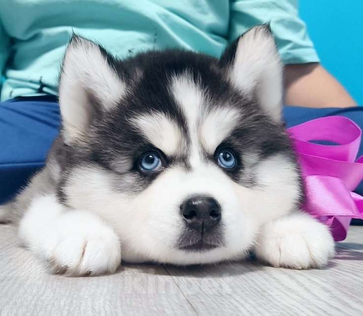 Собаки в Сочи: Хаски Щенки Разных окрасов Разнополые, Бесплатно - фото 1