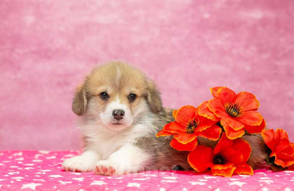 Собаки в Москве: Вельш корги пемброк Мальчик, 40 000 руб. - фото 2