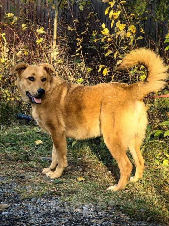 Собаки в Санкт-Петербурге: Золотая собака - уникальные уши и доброе сердце Девочка, Бесплатно - фото 5