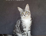 Кошки в Сочи: Котята мейн-кун в Сочи, 25 000 руб. - фото 2