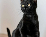 Кошки в Москве: Милые чёрные котята в добрые руки Мальчик, 1 руб. - фото 2