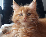Кошки в Кулебаках: Мейн Кун, Котенок, красный солид, 15 000 руб. - фото 2