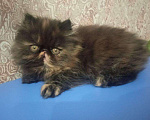Кошки в Гагарине: Экзоты, 1 руб. - фото 6