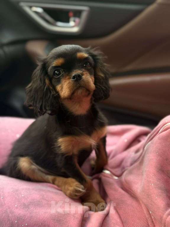 Собаки в Москве: Продается супер красивая девочка Девочка, 110 000 руб. - фото 4