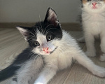 Кошки в Краснодаре: Черно-белый котик Мальчик, Бесплатно - фото 1