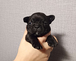 Собаки в других городах Московской области: Французский бульдог Девочка, 30 000 руб. - фото 1