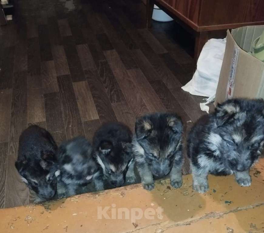 Собаки в Истре: Милые МИШКИ Мальчик, 20 000 руб. - фото 3