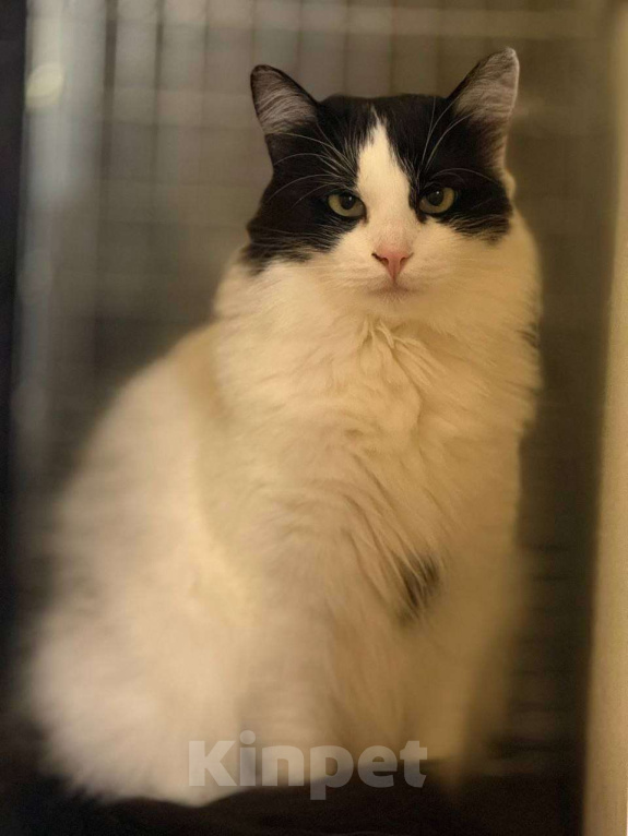 Кошки в Санкт-Петербурге: Кошка ищет дом Девочка, Бесплатно - фото 1