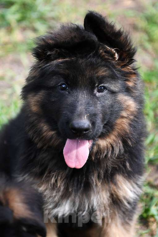 Собаки в Челябинске: Внуки двух Чемпионов Мира Девочка, 100 000 руб. - фото 5