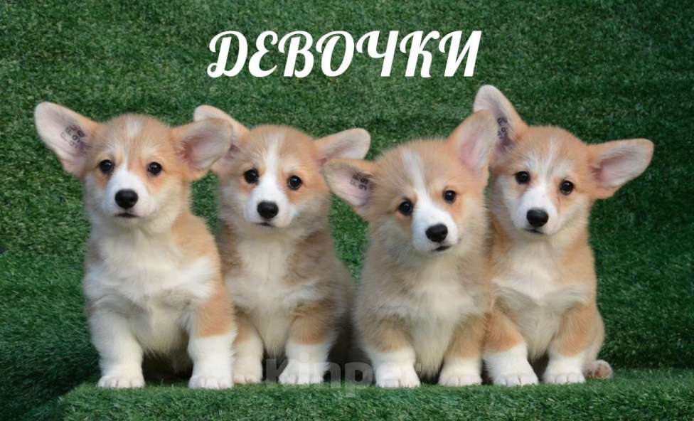 Собаки в Ногинске: Щенки вельш корги пемброк Девочка, 50 000 руб. - фото 1