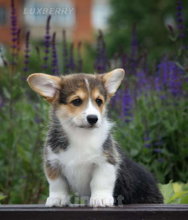 Собаки в Санкт-Петербурге: Вельш корги пемброк Девочка, Бесплатно - фото 5
