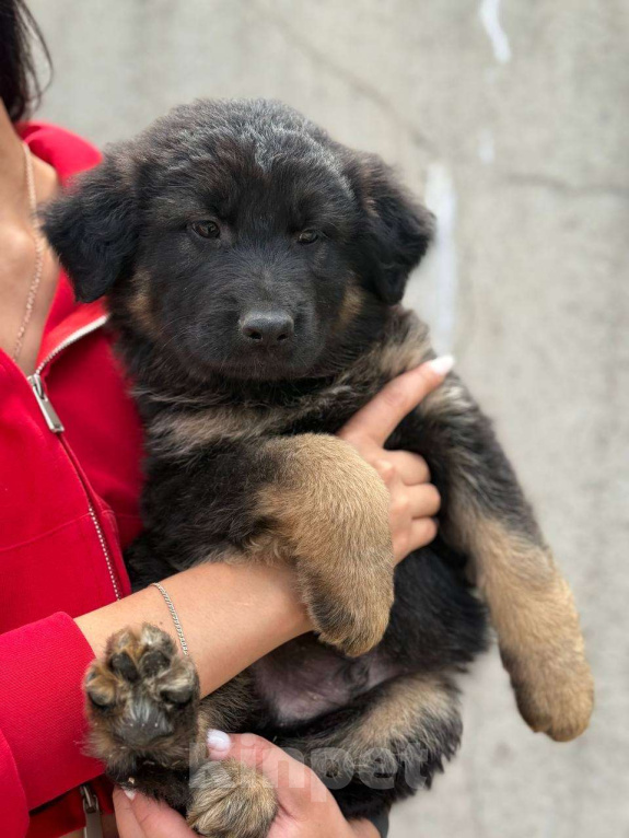 Собаки в Казани: Щенок немецкой овчарки  Мальчик, 20 000 руб. - фото 3