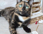 Кошки в Москве: Кошка с изумрудными глазами в добрые руки  Девочка, Бесплатно - фото 10