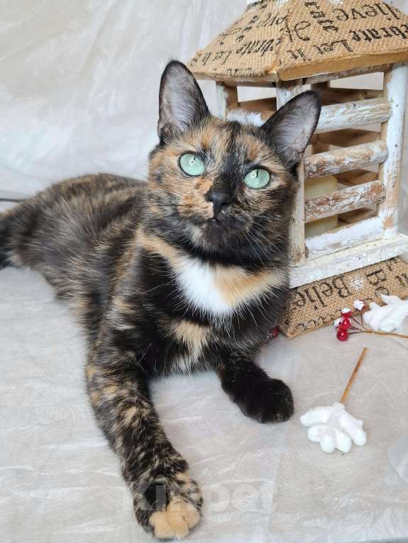 Кошки в Москве: Кошка с изумрудными глазами в добрые руки  Девочка, Бесплатно - фото 10