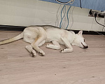 Собаки в Раменском: Вульфи ищет новый дом Мальчик, Бесплатно - фото 1
