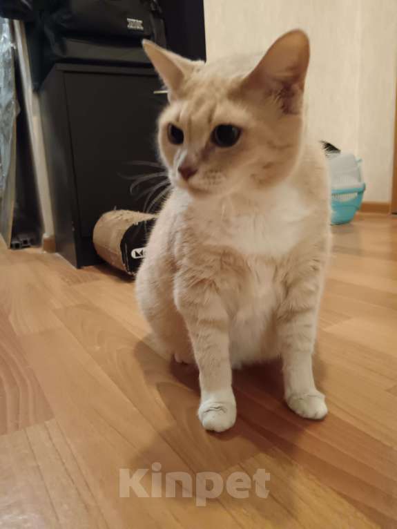 Кошки в Санкт-Петербурге: Кошка Амели  Девочка, Бесплатно - фото 3