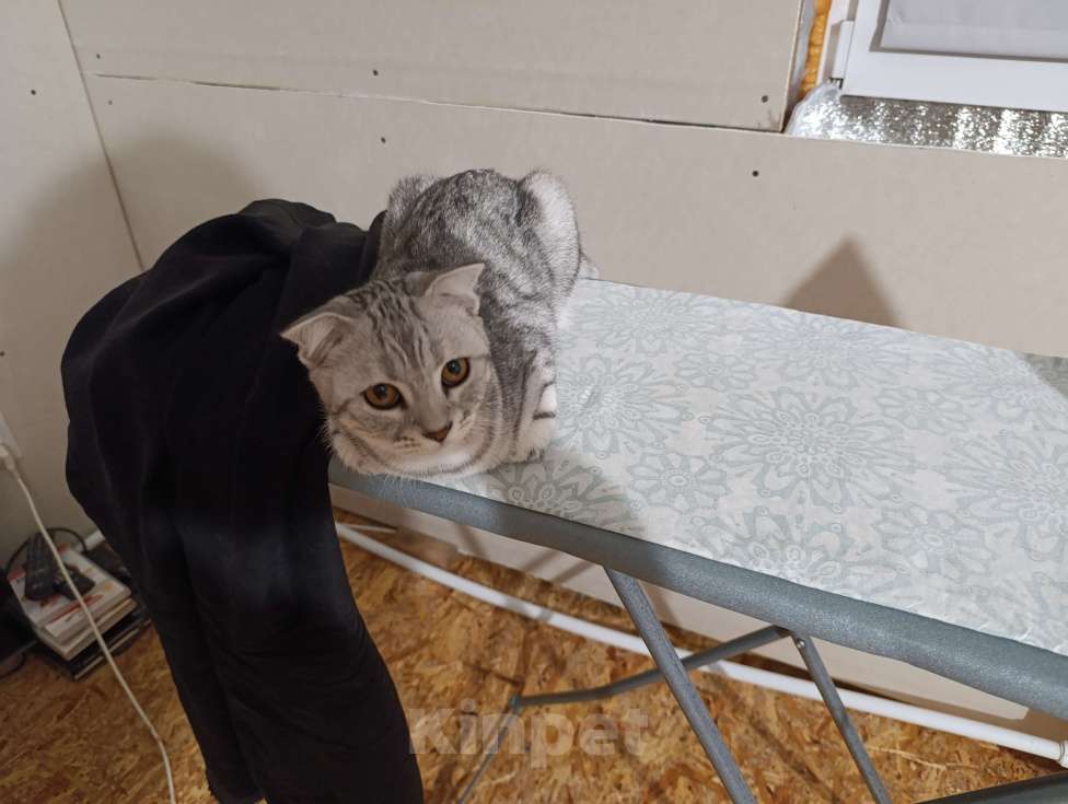 Кошки в Самаре: Плесень Девочка, Бесплатно - фото 3