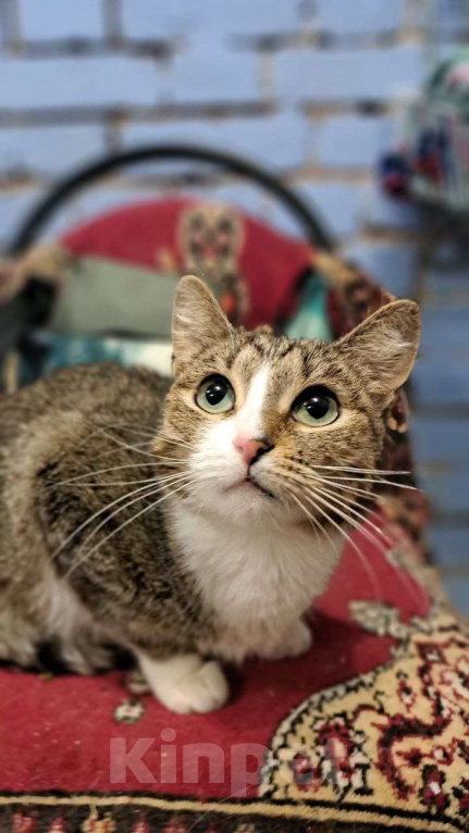 Кошки в Москве: Ласковая Люся ищет дом Девочка, Бесплатно - фото 1