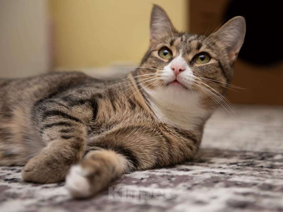 Кошки в Москве: Кошечка ищет семью Девочка, 10 руб. - фото 8