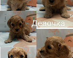 Собаки в Краснодаре: Щенки Кавапу девочки Девочка, 65 000 руб. - фото 1