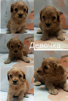 Щенки Кавапу девочки