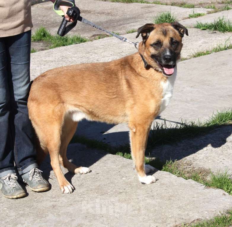 Собаки в Москве: Добраый, ласковый Тоша -собака компаньон очень ждет свою семью! Мальчик, Бесплатно - фото 5