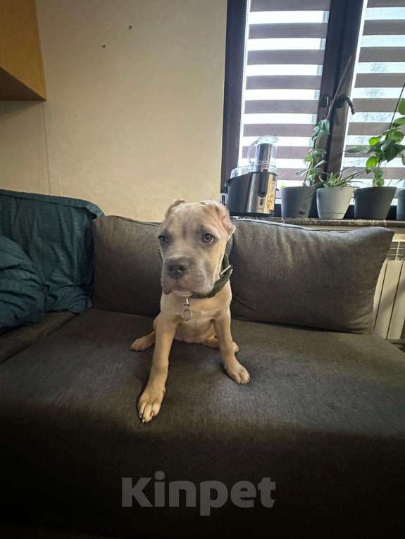 Собаки в других городах Московской области: Продажа малышей Девочка, 35 000 руб. - фото 1