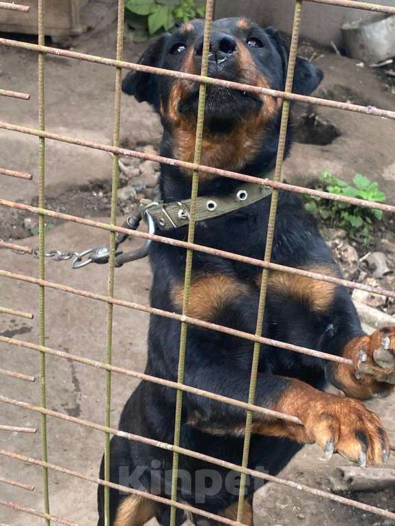 Собаки в других городах Калужской области: Собака в добрые руки Мальчик, Бесплатно - фото 6