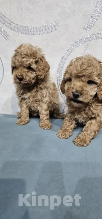 Собаки в Перми: Щенки Той Пуделя!! Мальчик, 85 000 руб. - фото 1