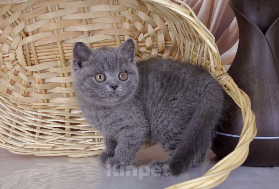 Кошки в Санкт-Петербурге: Британский голубой котенок (девочка) Девочка, 45 000 руб. - фото 5