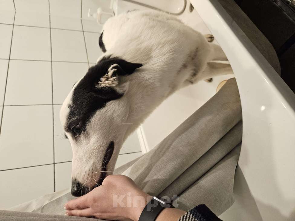 Собаки в других городах Ленинградской области: Найдена собака. Ленинградской область Девочка, Бесплатно - фото 2