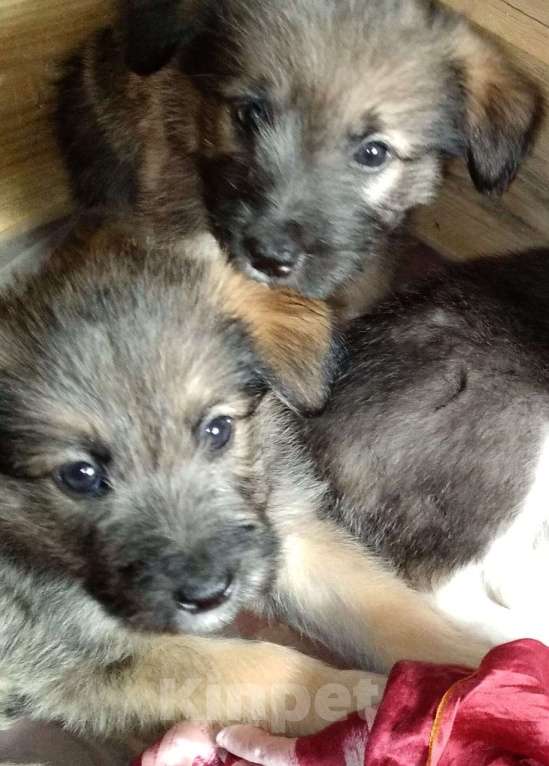 Собаки в Владимире: Щенок в добрые руки Мальчик, Бесплатно - фото 2