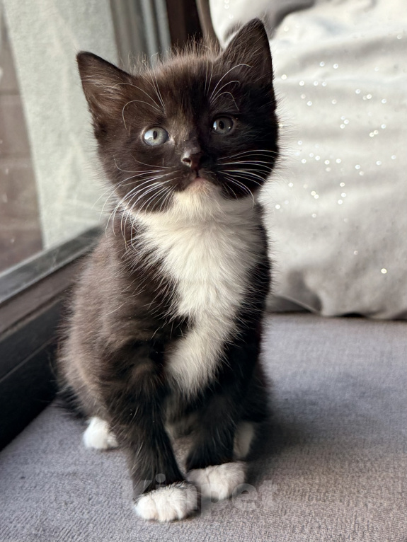 Кошки в Калининграде: Необыкновенно-красивая девочка😽1.5 мес Девочка, Бесплатно - фото 3