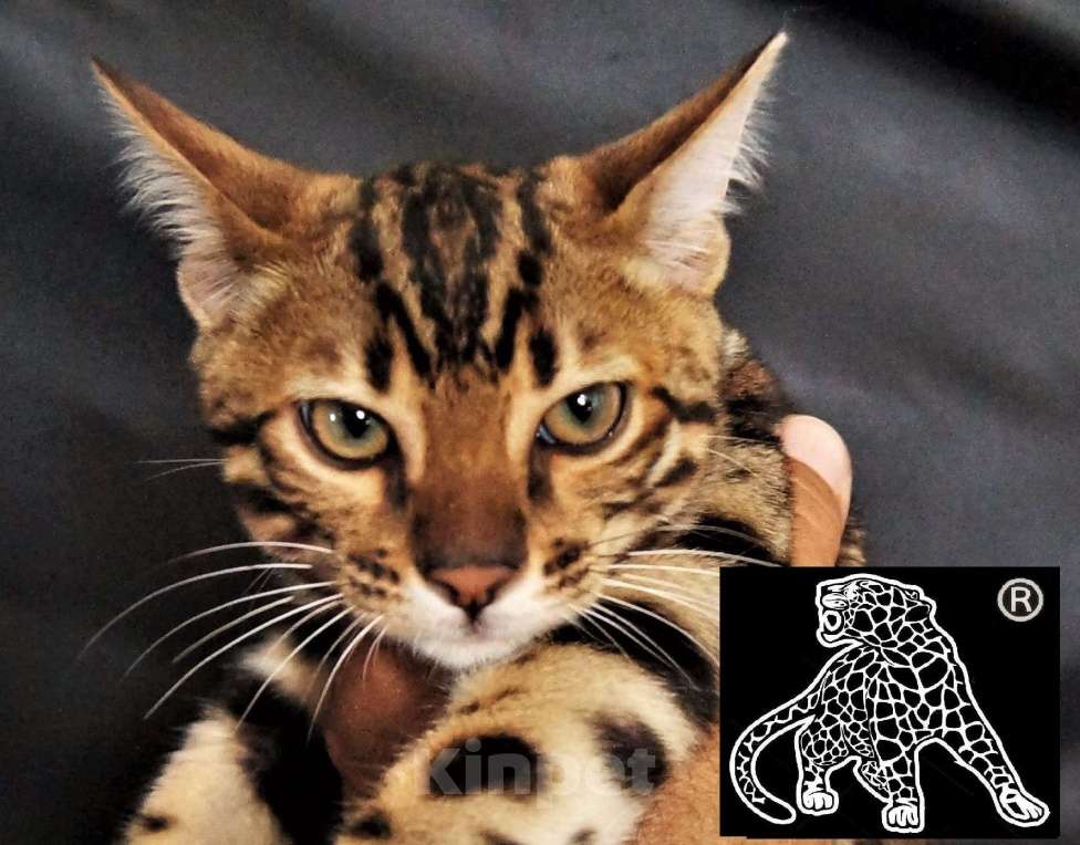 Кошки в Петропавловске-Камчатском: Бенгальский котенок. Питомник. Мальчик, Бесплатно - фото 4