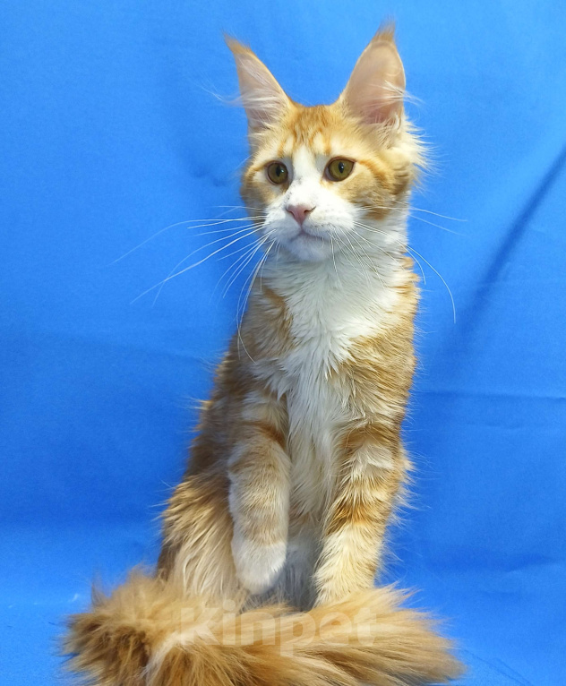 Кошки в Москве: Котенок Мейн-Кун Девочка Девочка, 45 000 руб. - фото 5