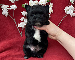 Собаки в Москве: Чёрный йорк мальчик стандарт бэби фейс Мальчик, 80 000 руб. - фото 10