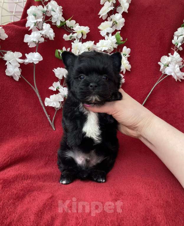 Собаки в Москве: Чёрный йорк мальчик стандарт бэби фейс Мальчик, 80 000 руб. - фото 10