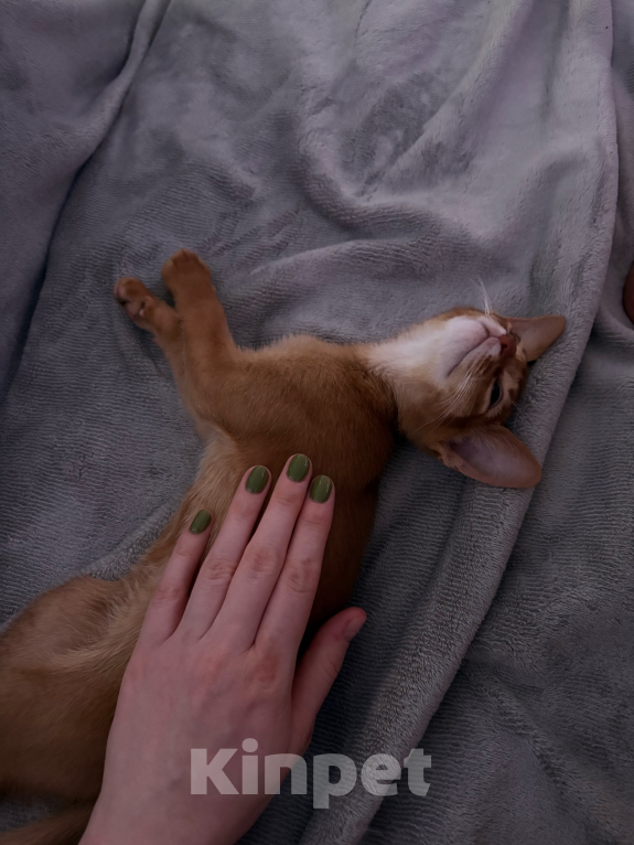 Кошки в других городах Московской области: 💥Продается котенок ( Окрaс сорpель ). Мальчик, 40 000 руб. - фото 2