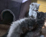Кошки в Армавире: Продаю котят Мальчик, 10 000 руб. - фото 7