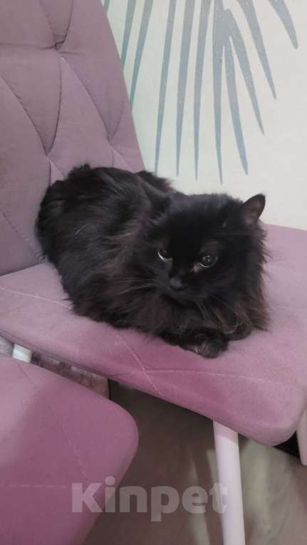 Кошки в Кировске (Мурманская область): Отдам в добрые руки бесплатно. Девочка, Бесплатно - фото 3