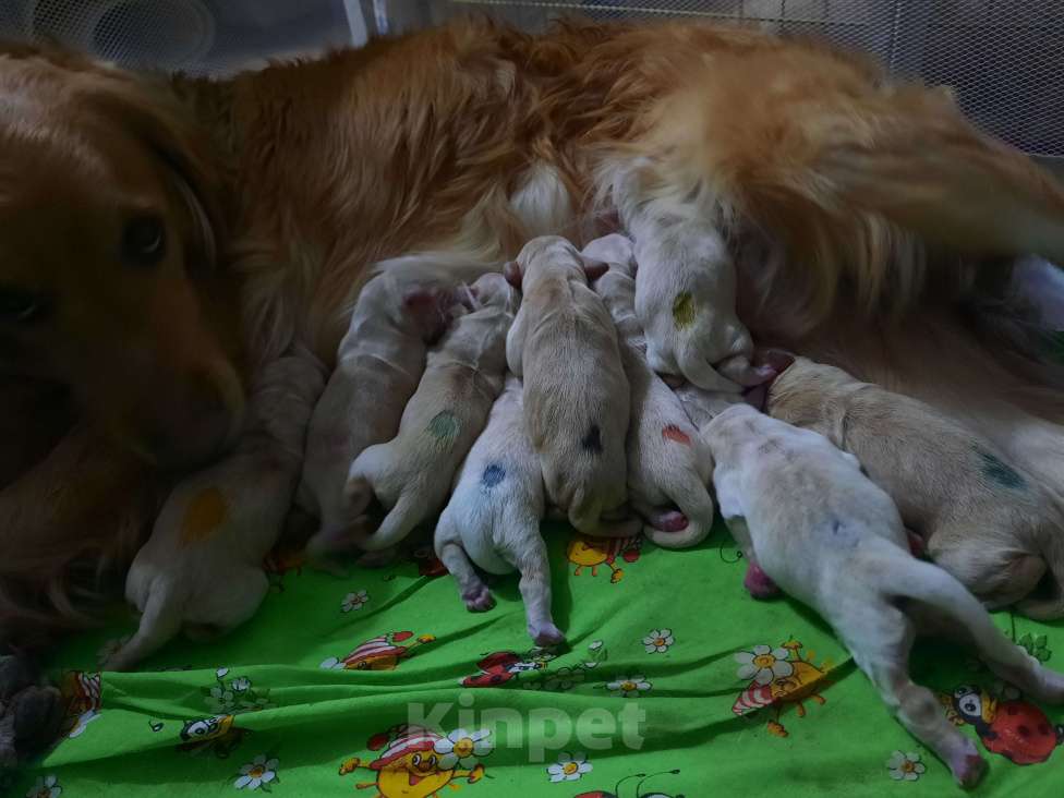 Собаки в Москве: Золотистый ретривер Девочка, 70 000 руб. - фото 1