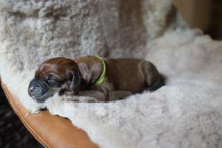 Собаки в Москве: Щенки Родезийского Риджбека Мальчик, 120 000 руб. - фото 4