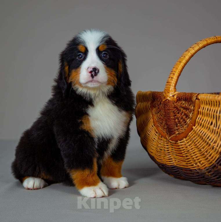 Собаки в Богдане: Щенки бернского зенненхунда Девочка, 80 000 руб. - фото 6