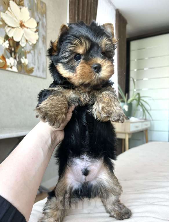 Собаки в Коломне: Генри малыш йоркширского терьера Мальчик, 50 000 руб. - фото 3