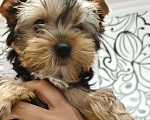 Собаки в Краснодаре: Щенки йоркширского терьера Мальчик, 15 000 руб. - фото 2