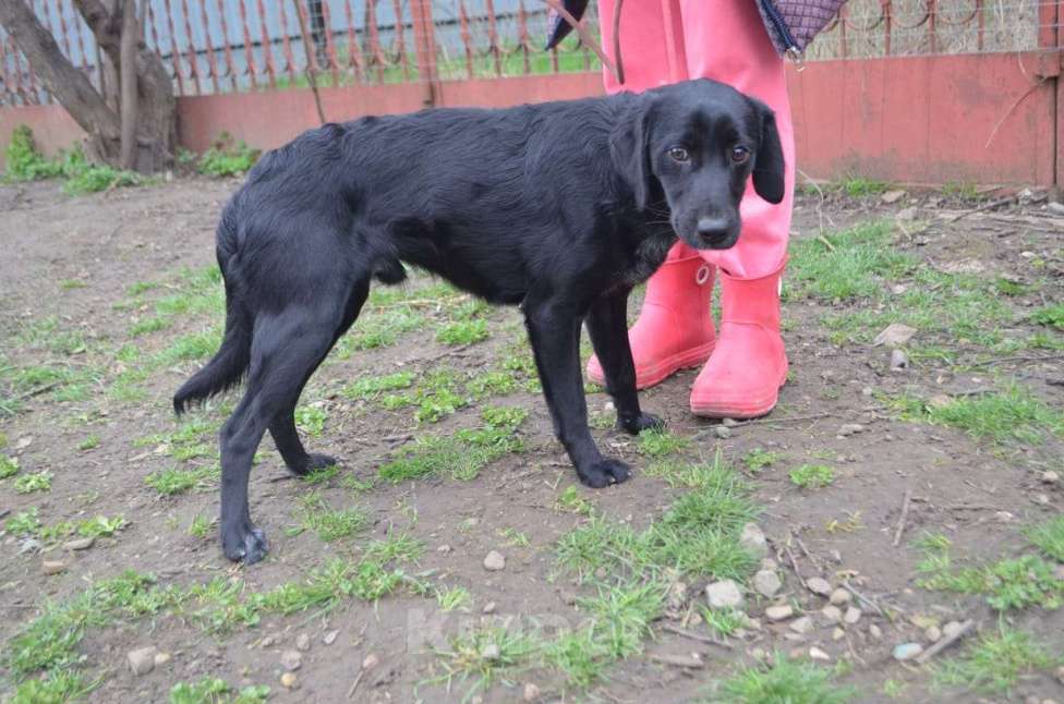 Собаки в Санкт-Петербурге: РОККИ СРОЧНО ИЩЕТ ДОМ Мальчик, Бесплатно - фото 3