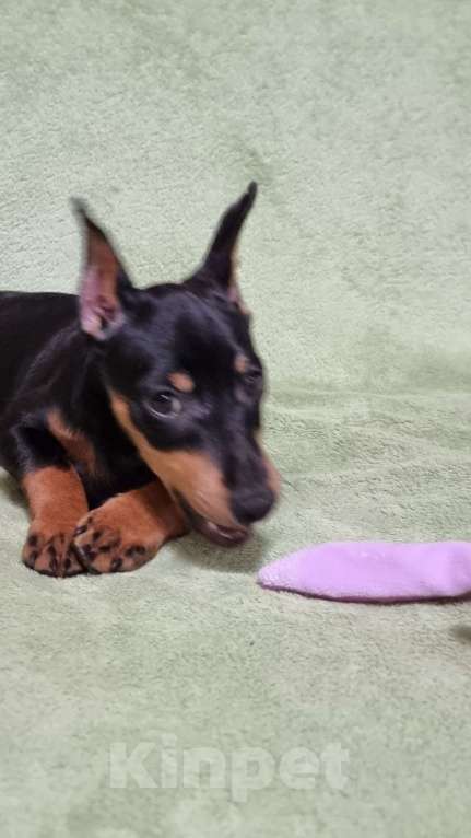 Собаки в Наро-Фоминске: Щенок цвергпинчер, кобель купированный Мальчик, 60 000 руб. - фото 7