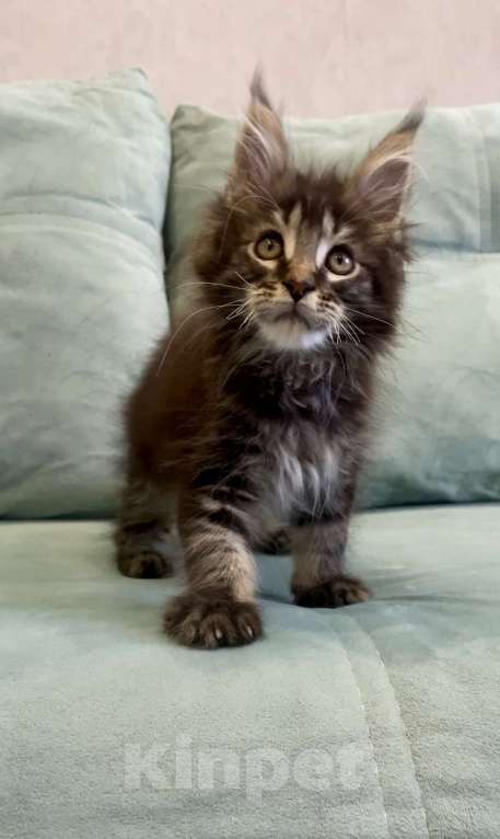 Кошки в Иркутске: Котенок мейн-кун Мальчик, 45 000 руб. - фото 4